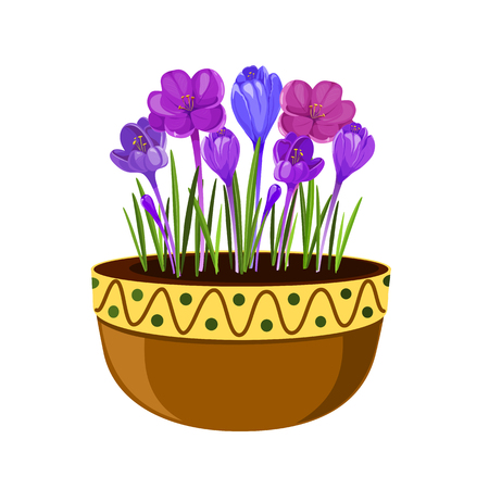 Crocuses in a pot illustration. Early spring flowers isolated on white background. Spring seasonal vector illustration.のイラスト素材