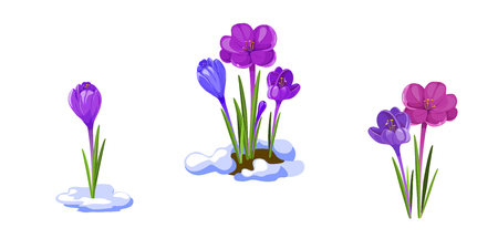 Crocuses illustration. Early spring flowers isolated on white background. Spring seasonal vector illustration.のイラスト素材