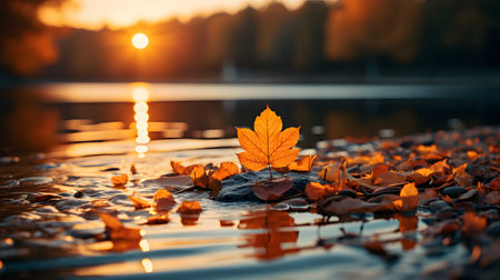 Autumn leaves on the river bank at sunset. Autumn background.の素材