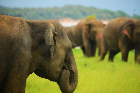 A close-up of an elephant with its trunk in his mouth in Sri Lankaの写真素材