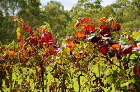 A close-up shot of a grape vine with red leavesの写真素材