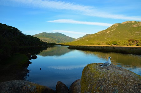 A seagull is sitting on a stone right at the Tidal River in Wilson Promontory National Parkの写真素材