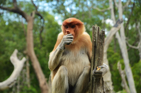 Close-up of a Proboscis monkey sitting on a wooden stick eating, facing the camera