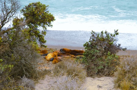 Sea lions are laying at the beach at Punta Norte in Pennsula Valds  sの写真素材
