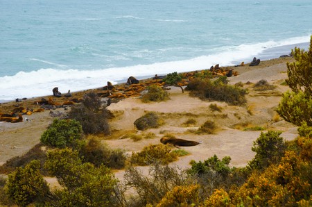 Sea lions are laying at the beach at Punta Norte in Pennsula Valds  sの写真素材