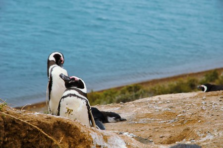 A colony of Penguins close to the ocean at Punta Delgada in Pennsula Valds  s.の写真素材