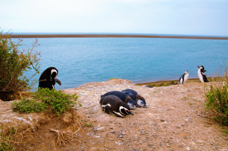 A colony of Penguins close to the ocean at Punta Delgada in Pennsula Valds  s.の写真素材