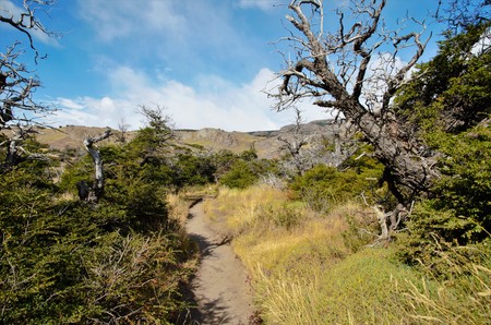 Sand path with trees on the side on a sunny day, hills in the background in El Chalta  n in Argentinaの写真素材