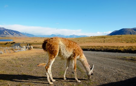 Long shot of a guanaco, Patagonian Llama, at at estancia in Argentina close to El Calafateの写真素材