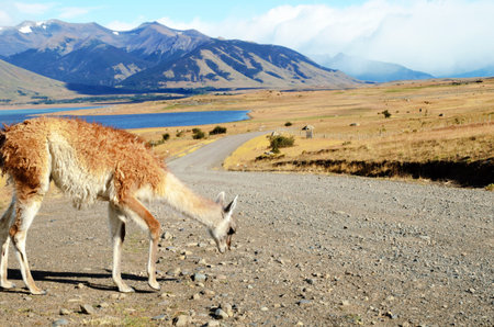 Long shot of a guanaco, Patagonian Llama, at at estancia in Argentina close to El Calafateの写真素材