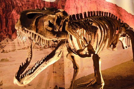 Dinosaur bones in the nature reserve Ischigualasto also calles Valle de la Luna in the area of San Juan in Argentina, South Americaのeditorial素材