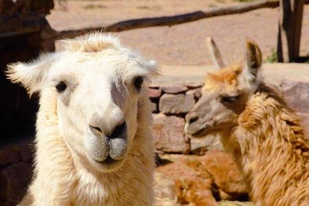 Close-up of a llama in Humahuaca in Argentina, South Americaの写真素材