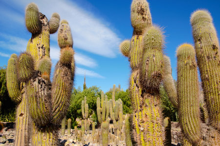 Close up a huge cacti in the area of Jujuy close to Tilcara in Argentina, South America