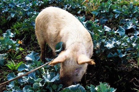 Close-up of a pig on a farm in Easter Island, Rapa Nui, Chile, South Americaの写真素材