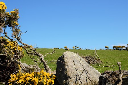 Close up of Sheep grazing on the headland Torr Head in the County Antrim in Northern Ireland, UKの写真素材