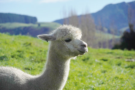 Alpaca in a farm in New Zealandの写真素材