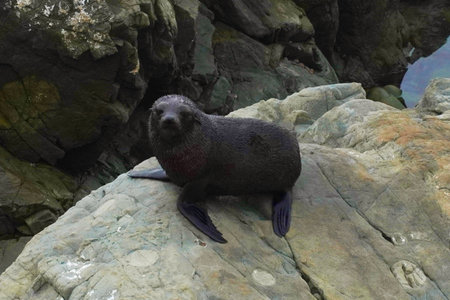 Wild New Zealand fur sealの写真素材