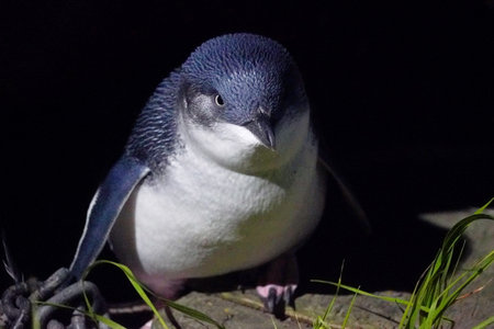 Wild blue penguin in New Zealandの写真素材