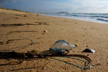 Bluebottle stinging jellyfish washed ashore at Windangの写真素材