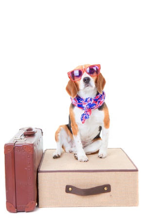 beagle dog with suit cases as concept for travel on summer holiday or vacationの写真素材