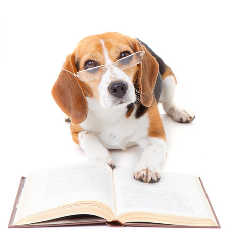 beagle dog wearing glasses reading bookの写真素材