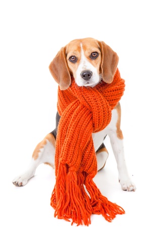 winter dog concept for keeping your pets warm の写真素材