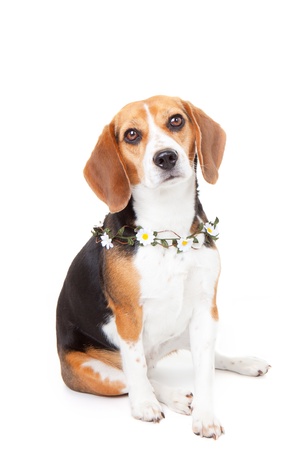 pet beagle dog with flowers の写真素材