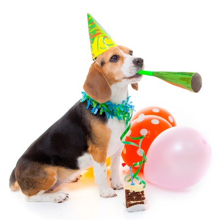 dog party animal celebrating birthday or anniversaryの写真素材