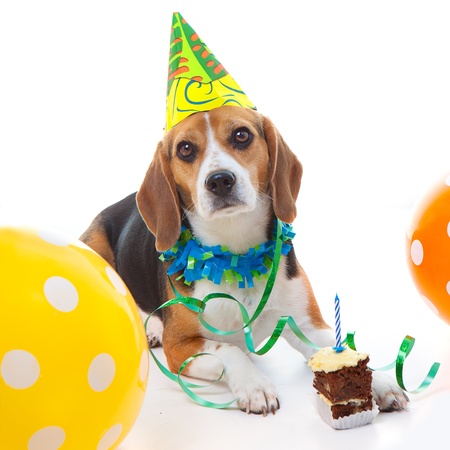 pet beagle dog  first birthday party  celebration with cake hat and balloonsの写真素材