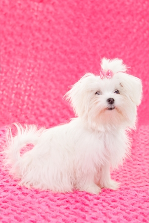 purebred dogs, maltese pedigree dogの写真素材