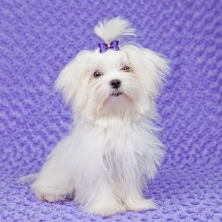 maltese dog with bow ,pet careの写真素材