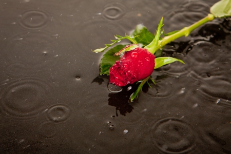 rose in puddle in road as concept for death and lost loveの写真素材