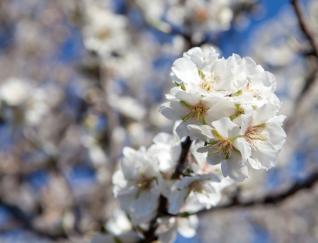 almond blossom flowering on treeの写真素材