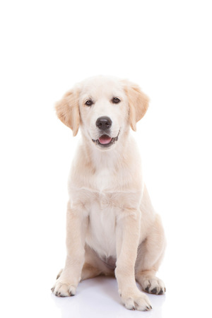 Golden labrador retriever puppyの写真素材