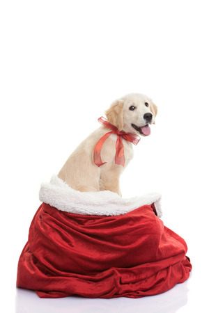 pet dog gift for christmas holidayの写真素材