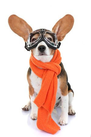 concept for travel holiday or vacation pet aviatorの写真素材