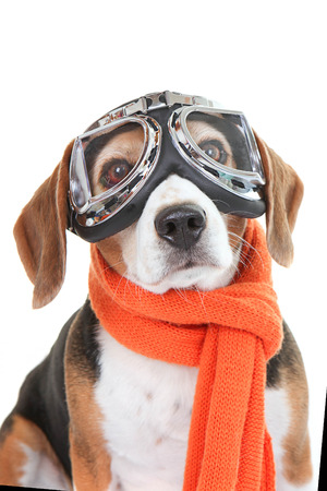  Beagle dog wearing flying glasses or gogglesの写真素材