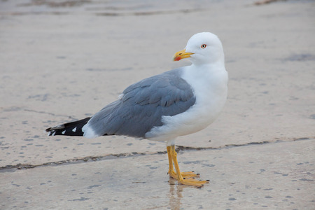 one seagull, side view , looking backの写真素材