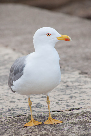 lone seagull, front view, looking sidewardsの写真素材