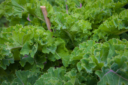 organic kale green leafy vegetablesの写真素材