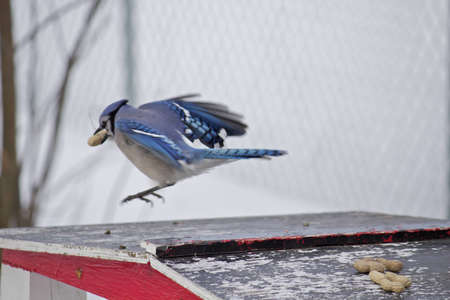 Flying Blue Jayの写真素材