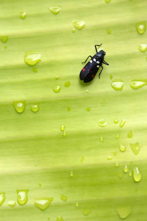 insect on leafの写真素材