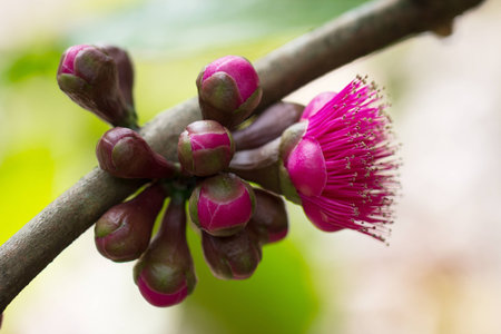 syzygium malaccenseの写真素材