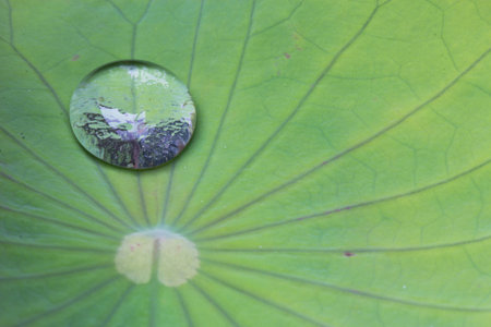 water on lotus leafの写真素材