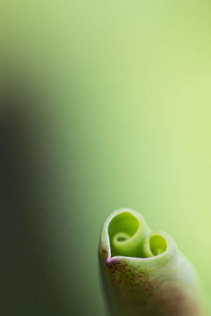 lotus leaf look like heartの写真素材