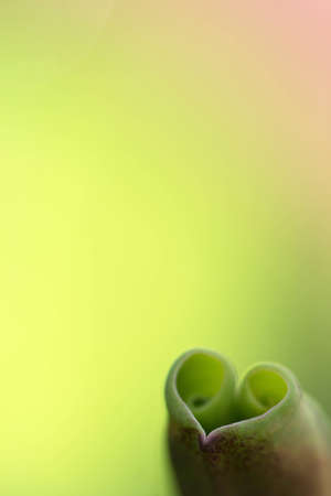 lotus leaf look like heartの写真素材