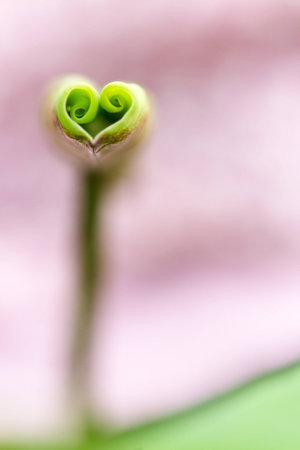 lotus leaf look like heartの写真素材