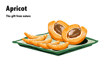 apricot fruit, isolated half and sliced apricot fruit with plate on white background and text. Hand drawing realistic vector illustration.のイラスト素材