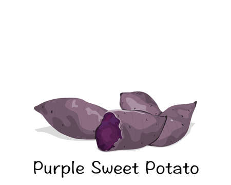 Isolated  whole and a half purple sweet potato on white background with text. Food ingredients vector illustration. Close up steamed potato hand drawing vector.のイラスト素材