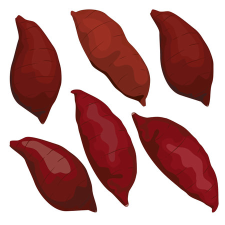 Isolated sweet potato on white background in many different shape. Food ingredients vector illustration. Close up authentic Yaki Imo vector drawing.のイラスト素材